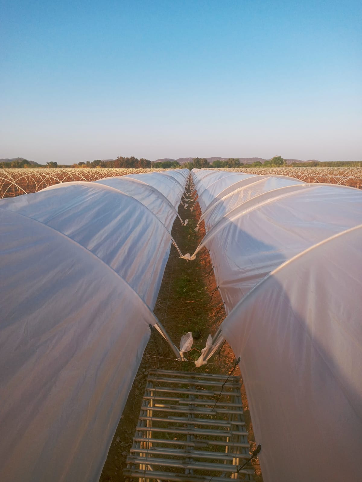 Estruturas de estufas em operação