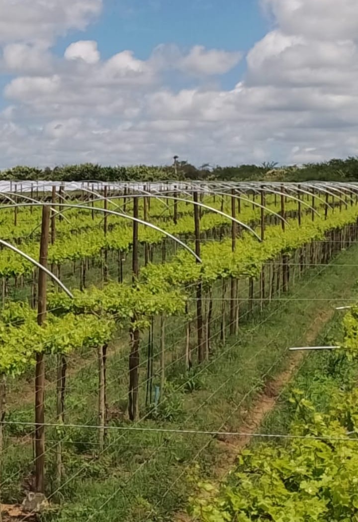 Detalhe construtivo e acabamento