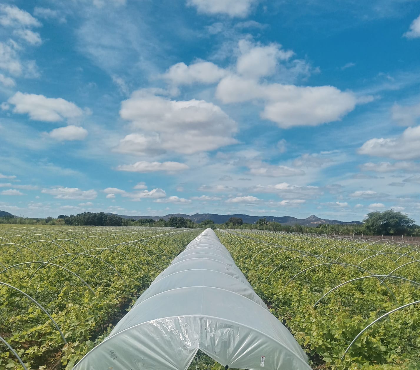Produção em ambiente protegido