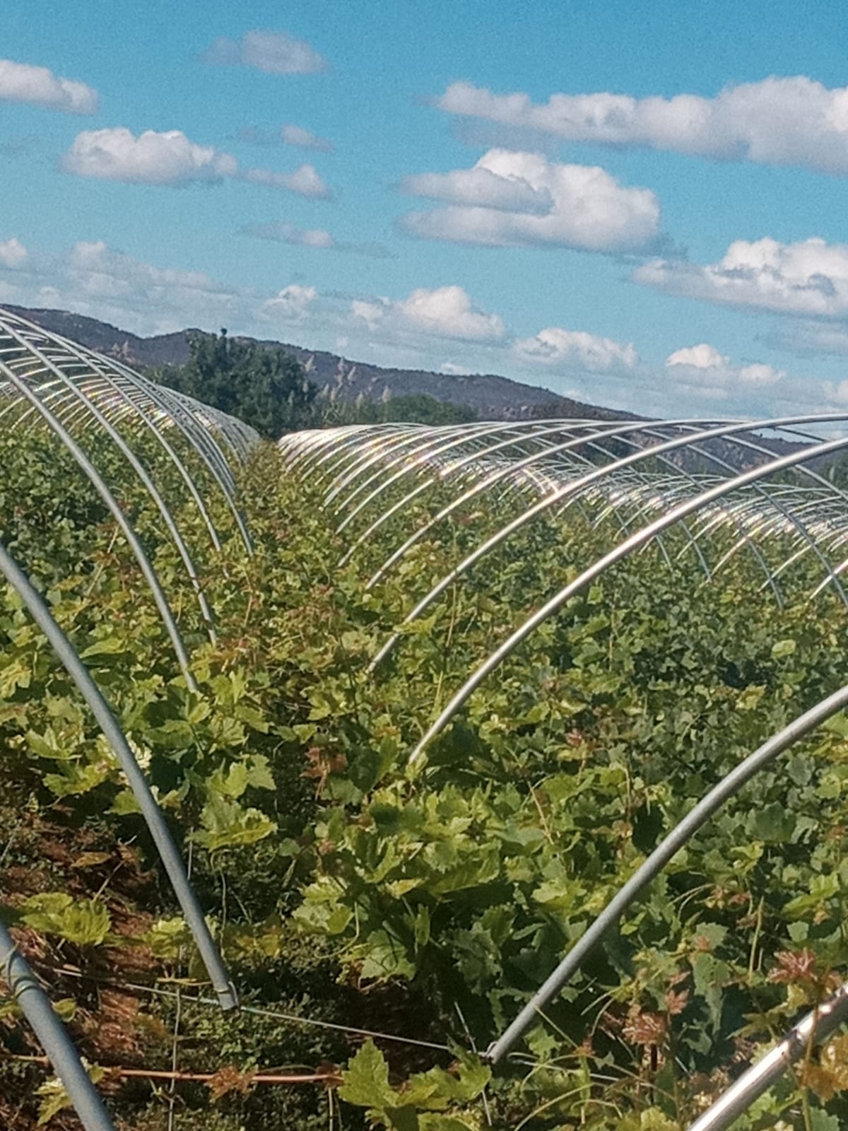 Projeto personalizado em área rural